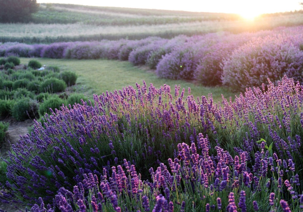 La Lavanda coltivazione